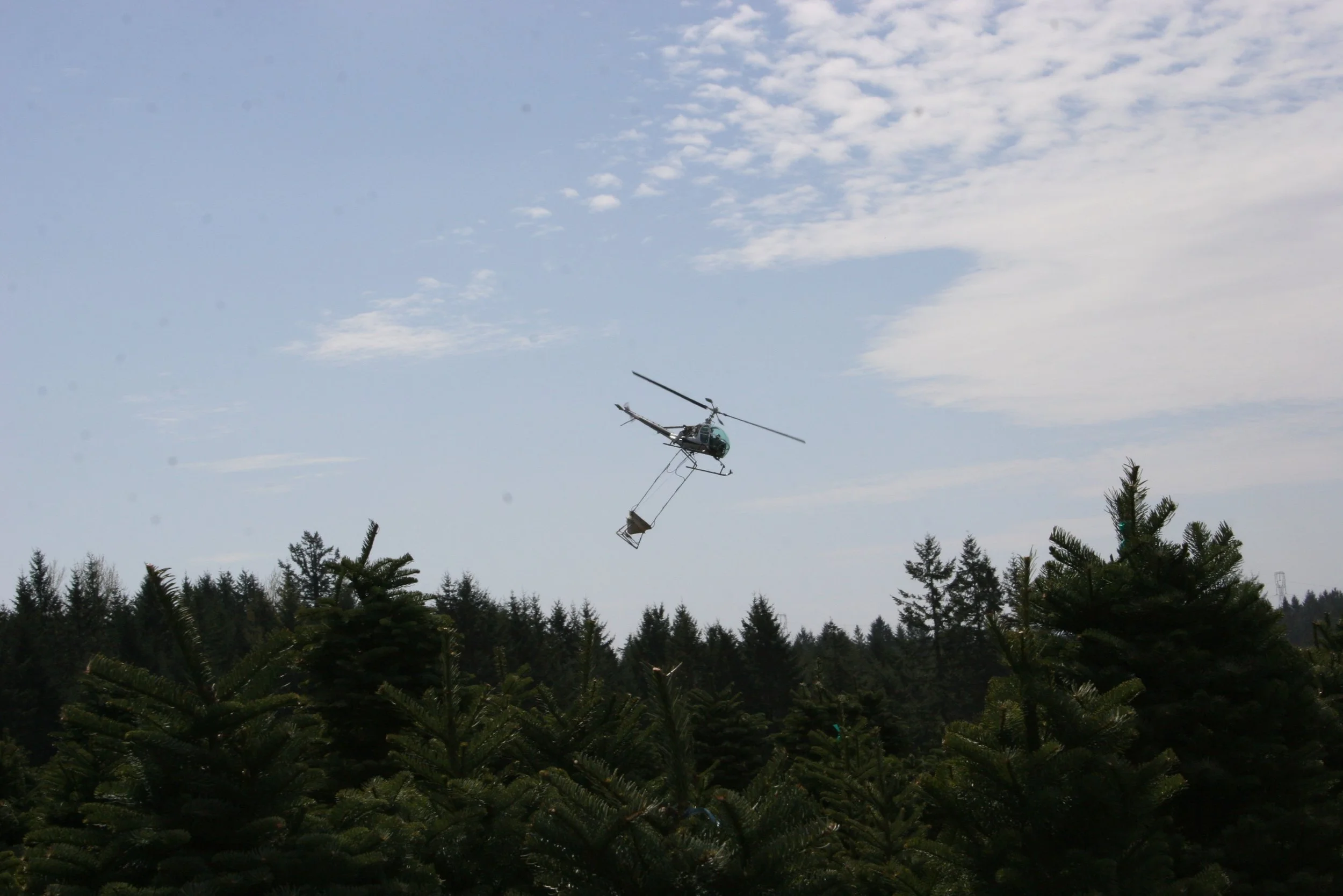 A helicopter flying above a forest of Christmas trees, carrying a large netted bundle.