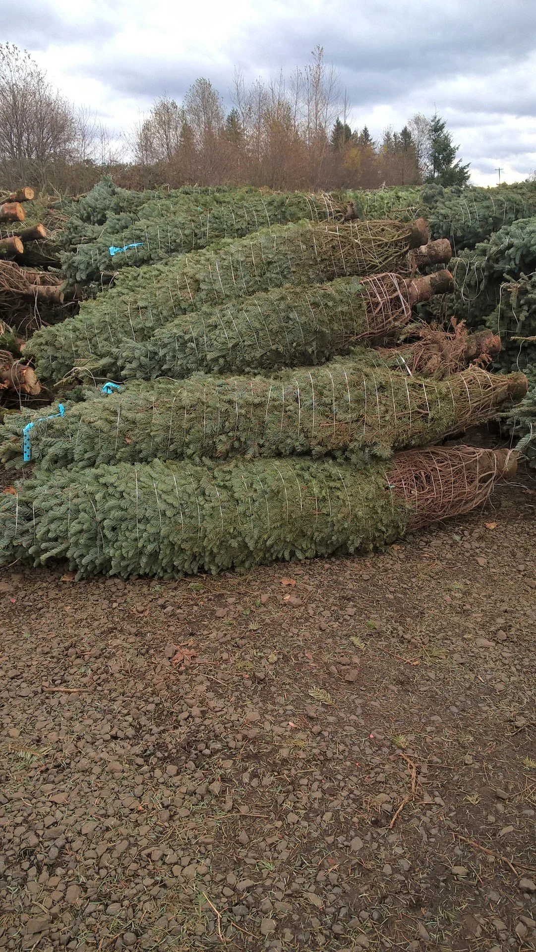 Piles of cut Christmas trees stacked outdoors on gravel, with a cloudy sky and trees in the background.
