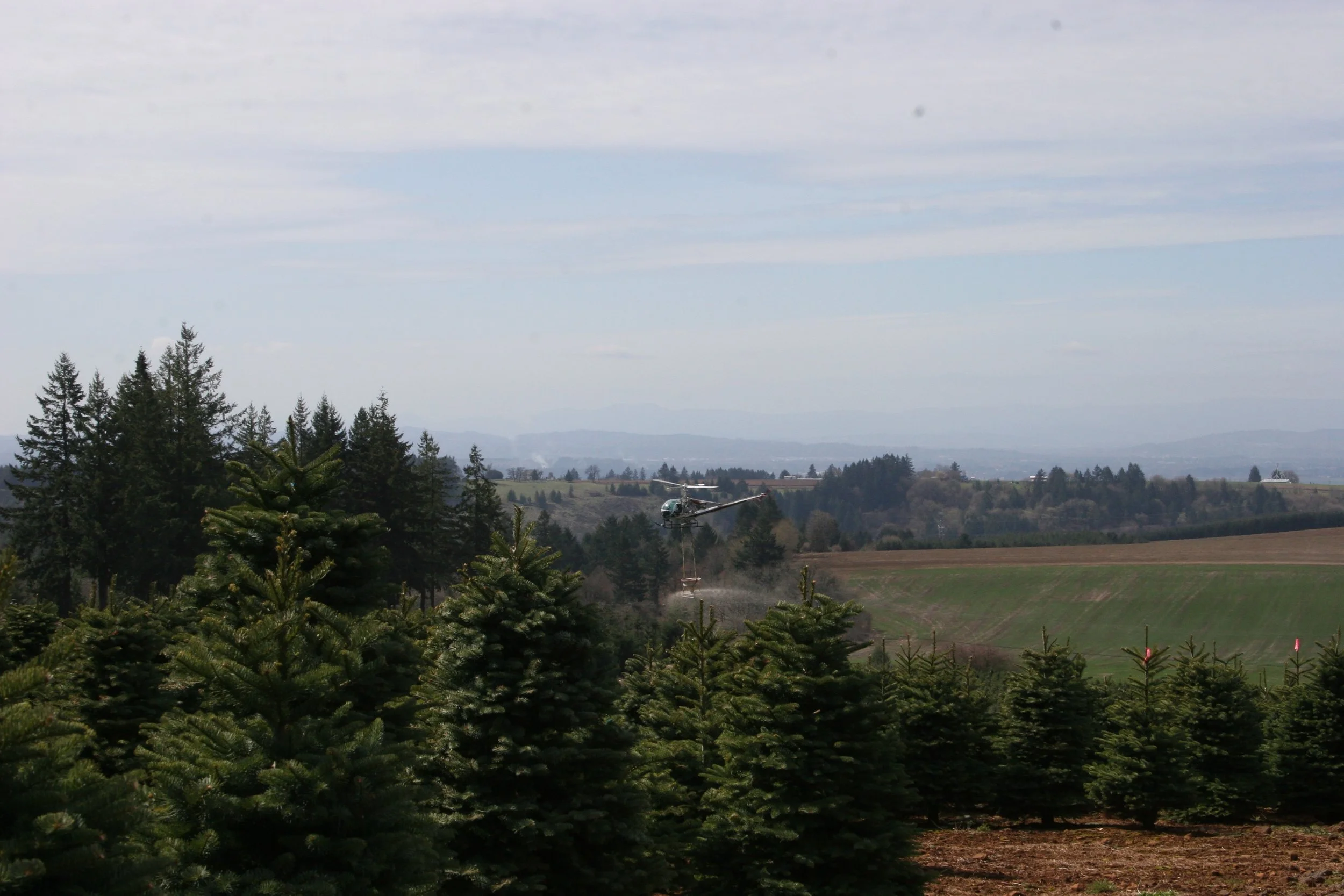 A helicopter flying over a Christmas tree farm, spraying pesticides or fertilizers on the trees.