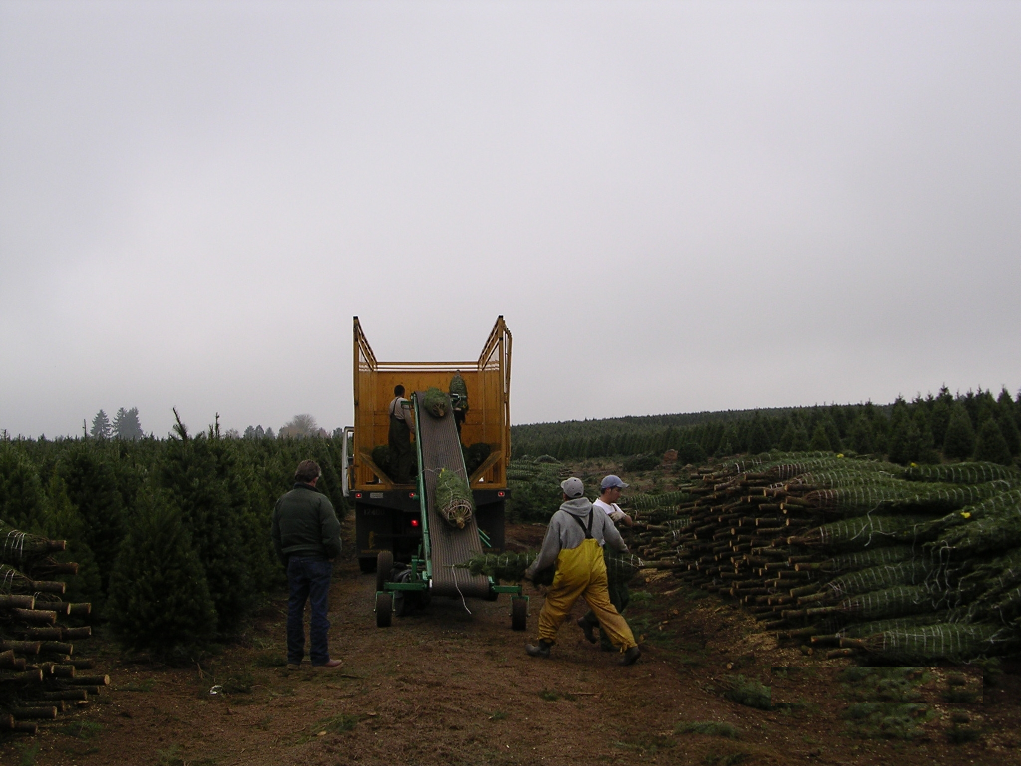 People working in a Christmas tree farm, loading cut trees onto a truck from stacks of evergreen trees.