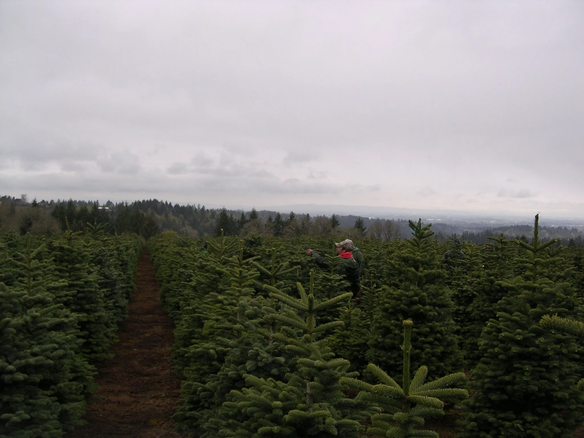 A person in a black jacket and red scarf selecting a Christmas tree in a Christmas tree farm on a cloudy day.