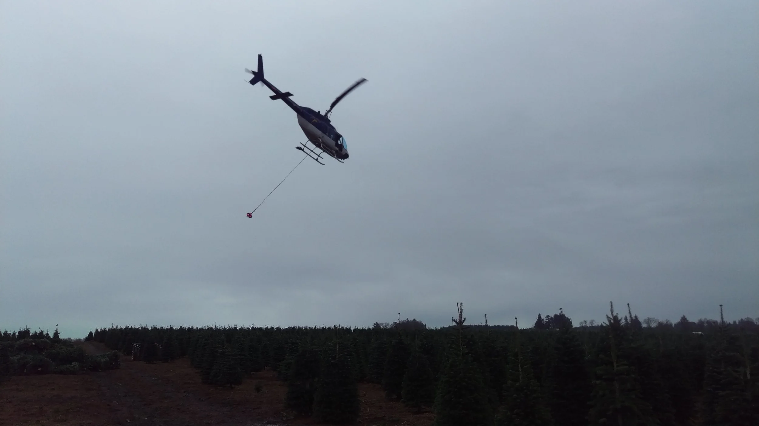 A helicopter flying low over a tree farm holding a long cable with a red object attached.