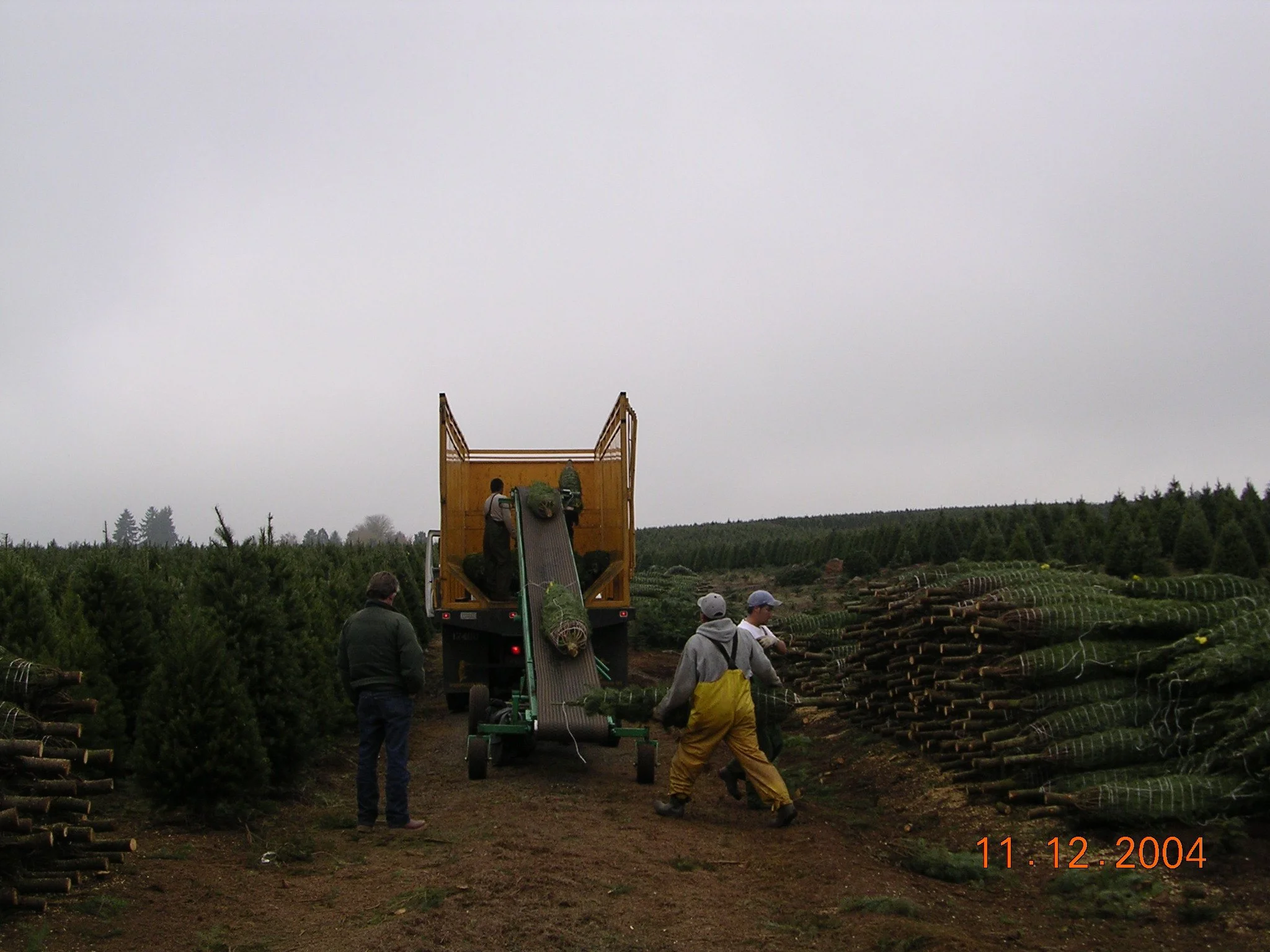 People loading Christmas trees onto a truck in a tree farm, with stacks of Christmas trees on either side.