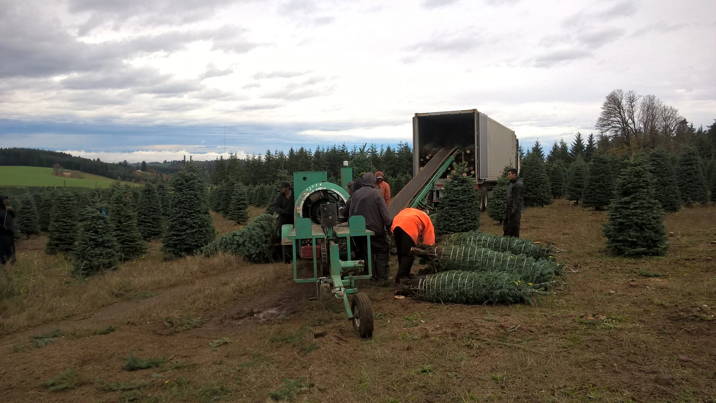 People loading freshly cut Christmas trees onto a truck in a tree farm with rows of evergreen trees and cloudy sky.