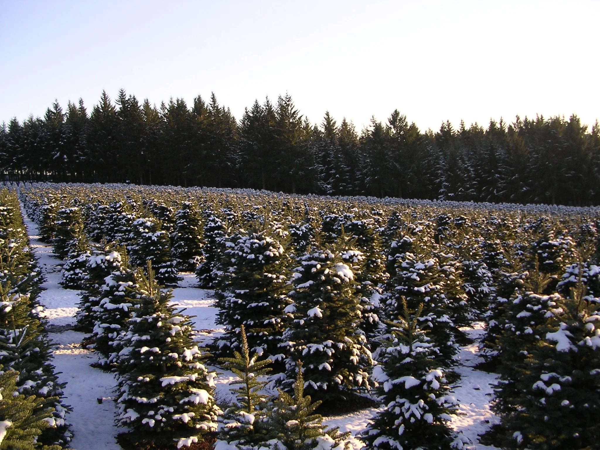 Snow-covered Christmas trees in a field with a forest in the background