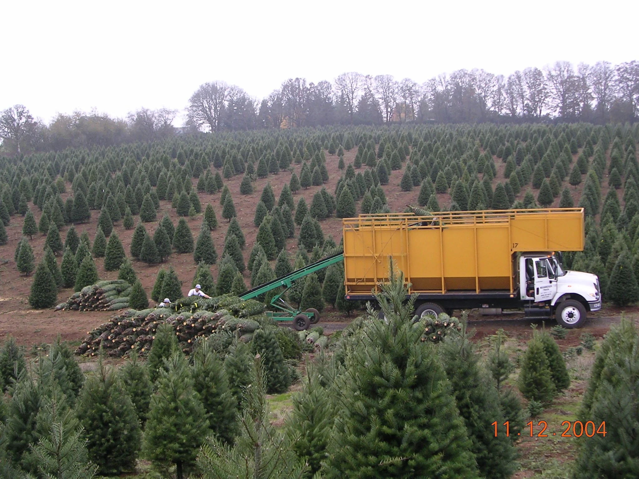 A green tree harvesting machine loads cut pine trees onto a yellow truck in a Christmas tree farm with rows of evergreen trees and a forested hill in the background.