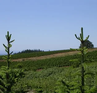 Scenic view of a farm with rows of crops and young pine trees in the foreground under a clear blue sky.