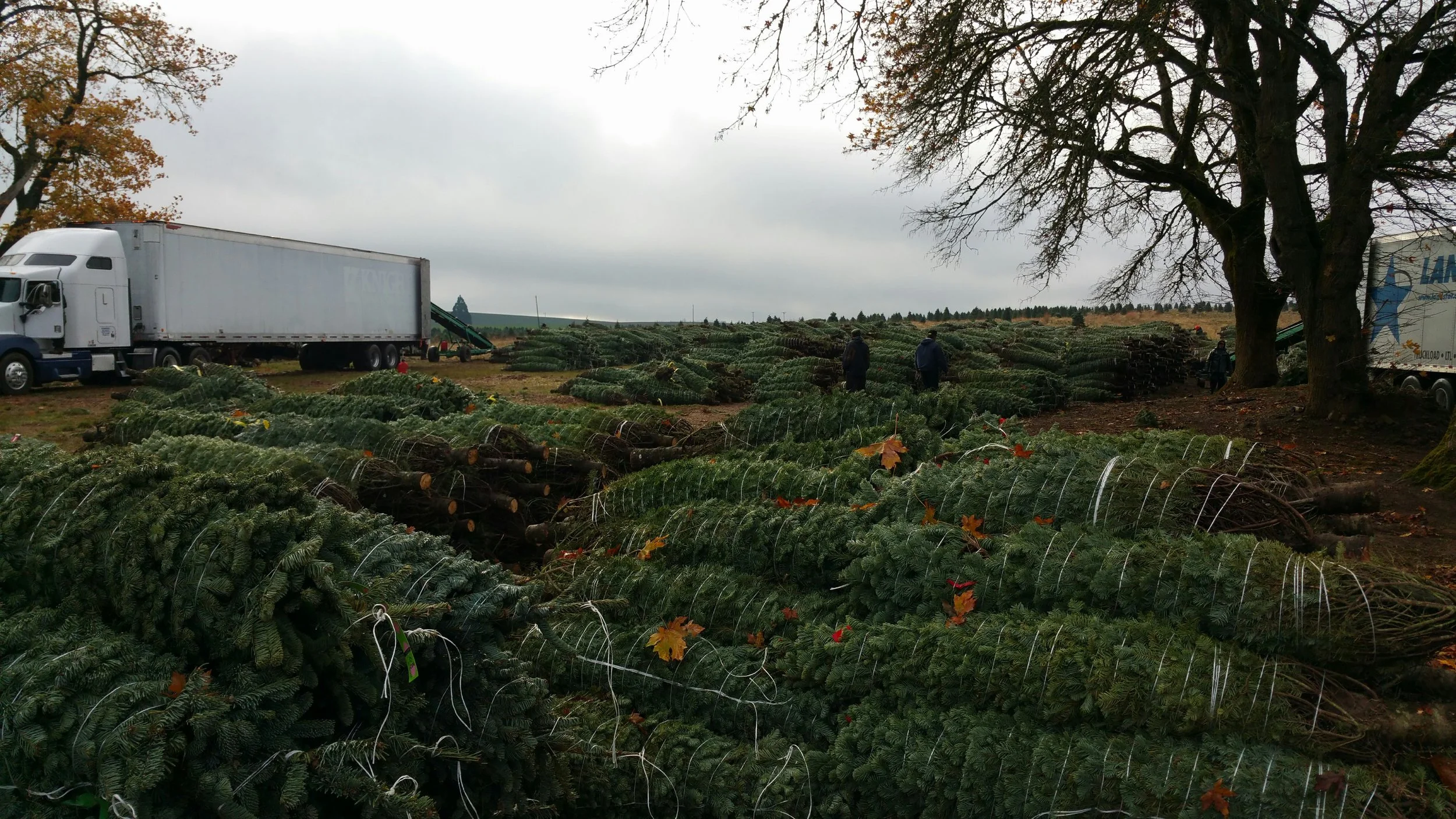 A large field of freshly cut Christmas trees, with some trees on the ground and some stacked, near two large trucks and a few people. There are large trees on the right under cloudy skies.