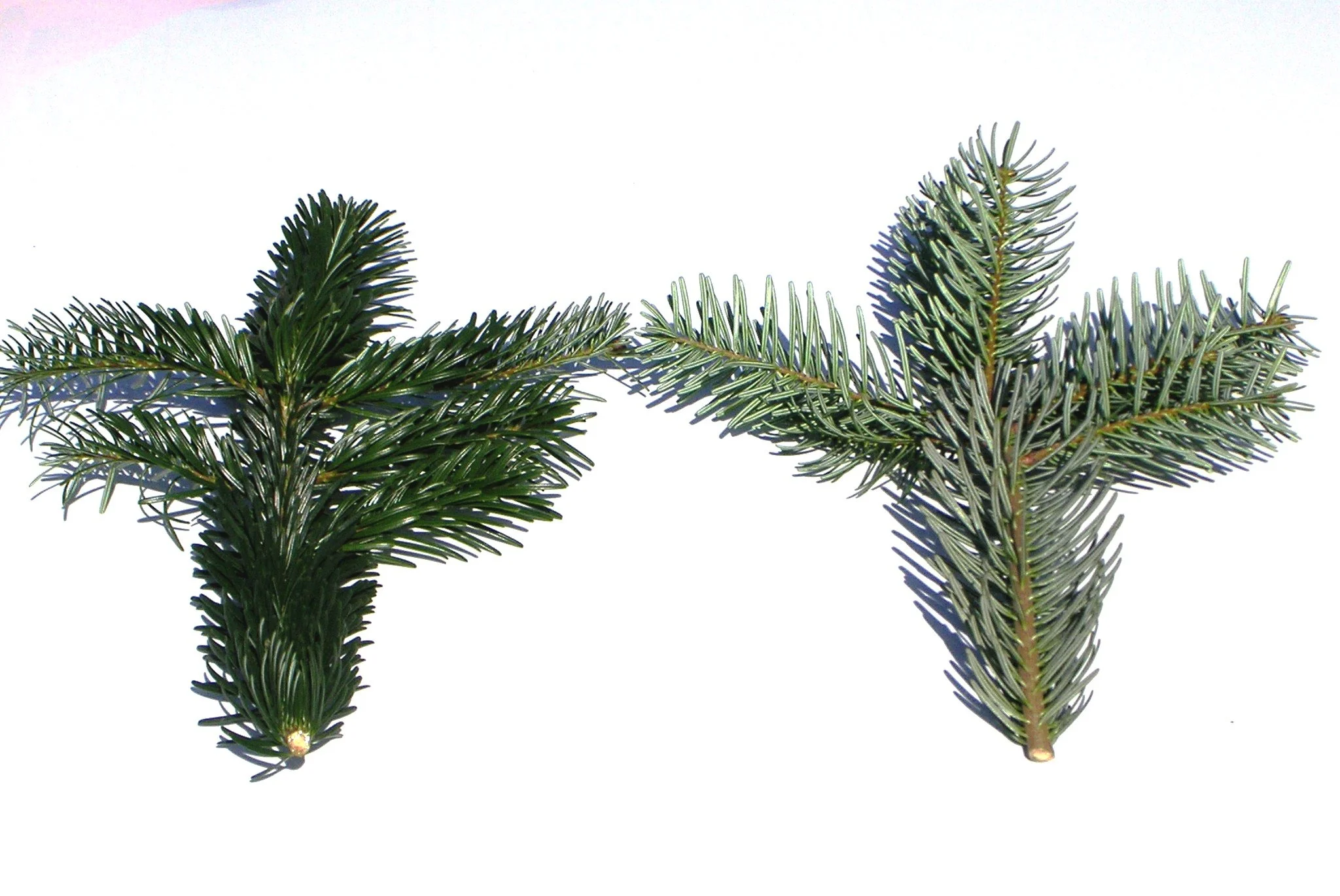 Two green pine branches, one with dark green needles and one with bluish-green needles, placed diagonally on a white background.