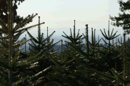 A forest of evergreen trees with tall, thin branches, set against a backdrop of a cloudy sky and distant mountains.