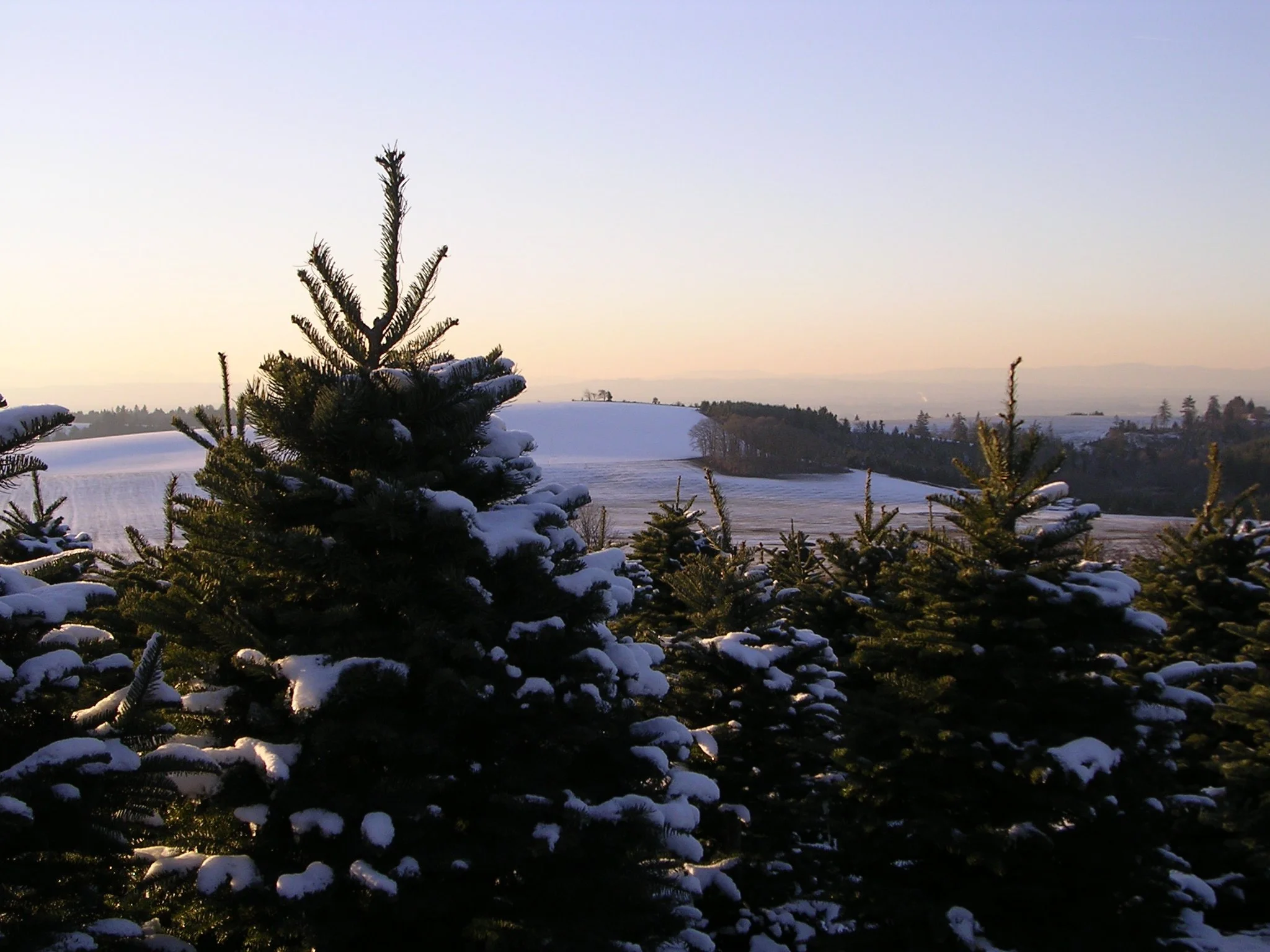 Snow-covered evergreen trees in a winter landscape during sunset or sunrise with distant hills and a clear sky.