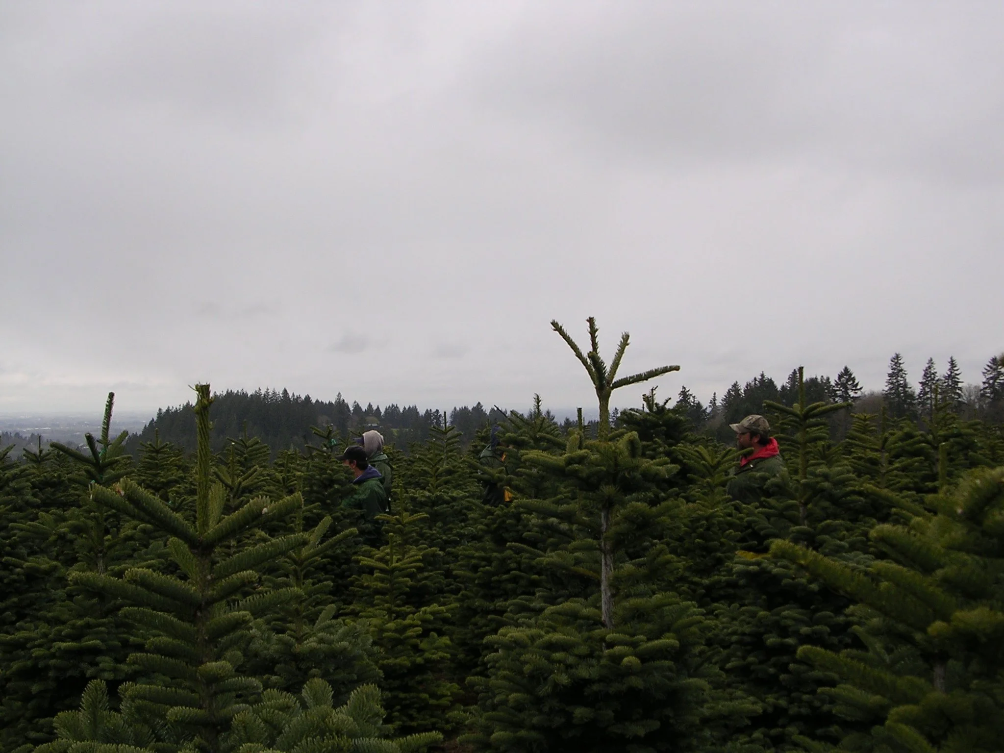People in jackets and hats working in a dense Christmas tree farm under overcast skies.