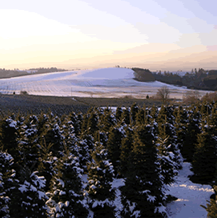 Snow-covered pine trees in the foreground with a snowy landscape and rolling hills in the background under a partly cloudy sky.