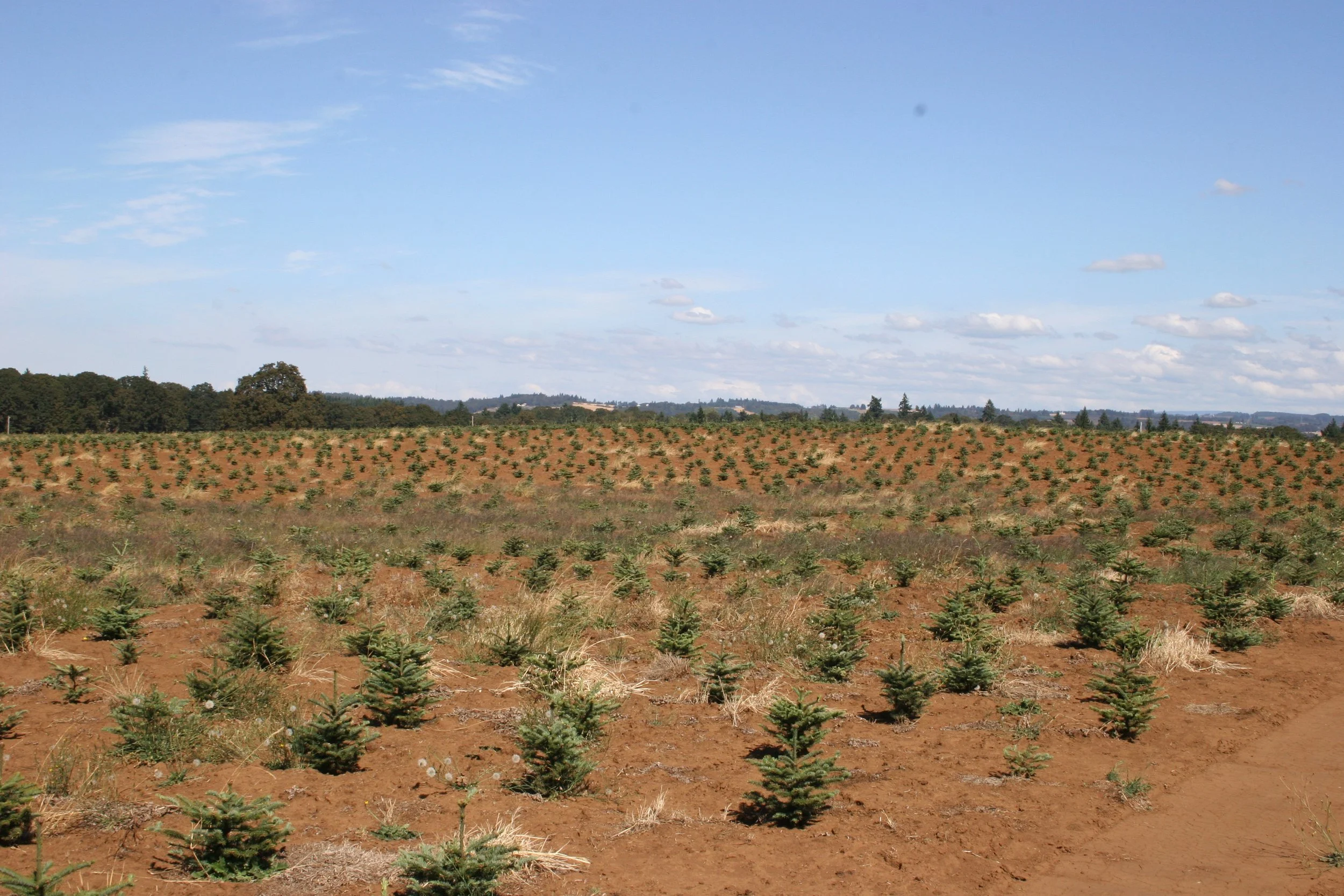A large field with young evergreen trees and small plants, under a partly cloudy blue sky.