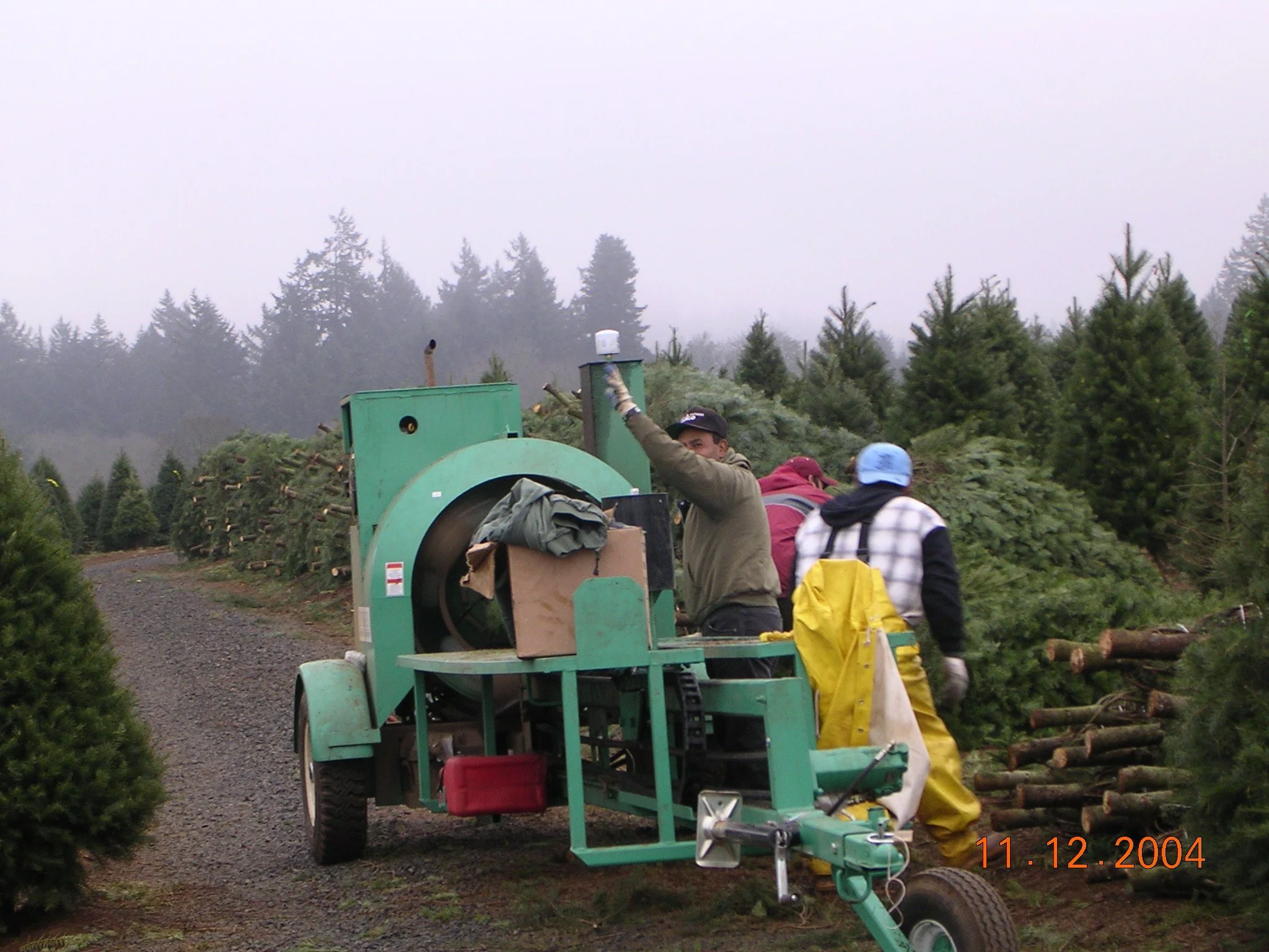 People working with Christmas trees, using a wood chipper in an outdoor Christmas tree farm surrounded by evergreen trees, with foggy weather.