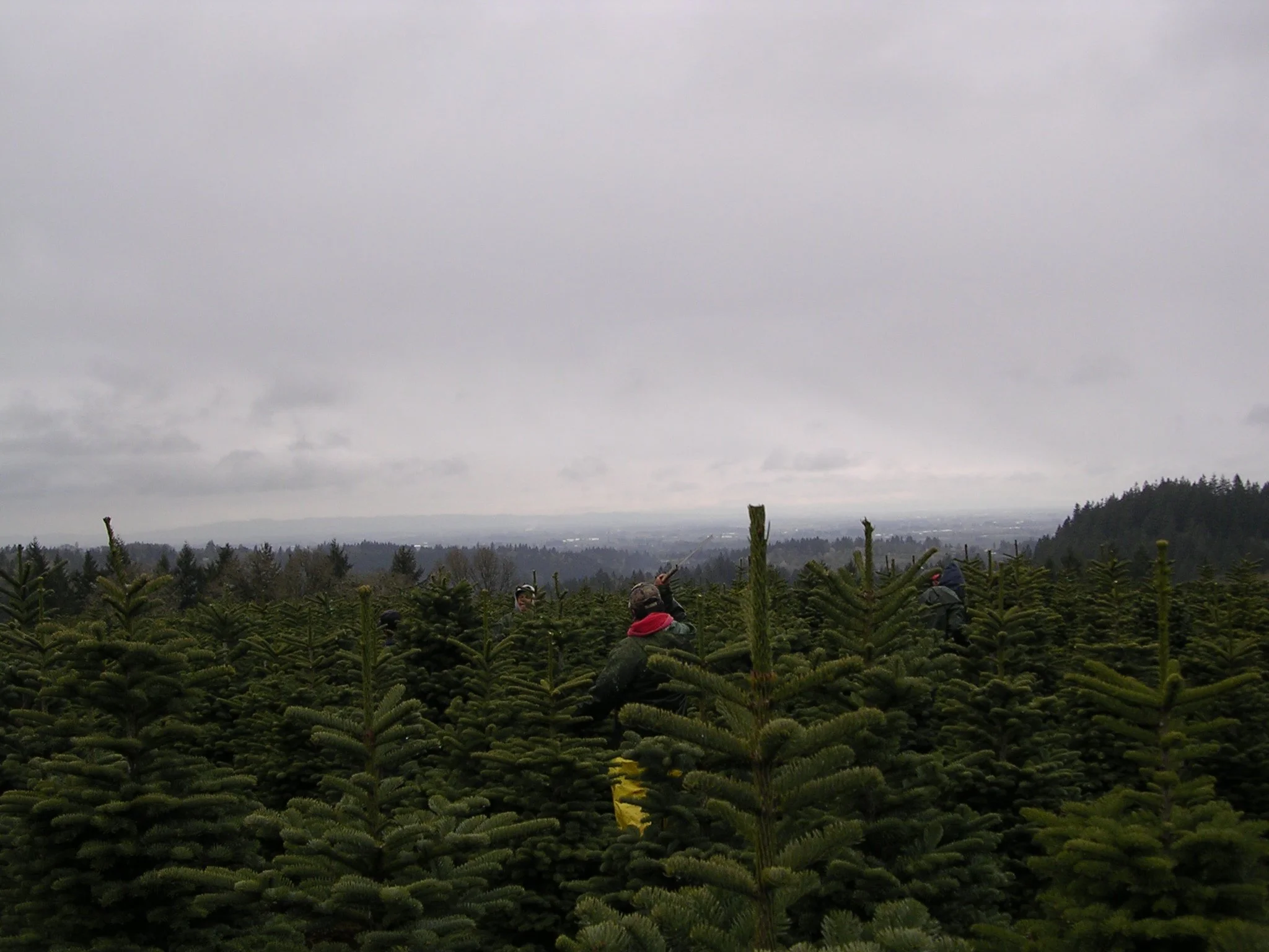 A group of people working in a dense Christmas tree farm, cutting fresh evergreen trees under a cloudy sky.