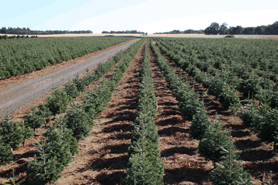 A large farm field with rows of young evergreen trees or shrubs under a clear blue sky.