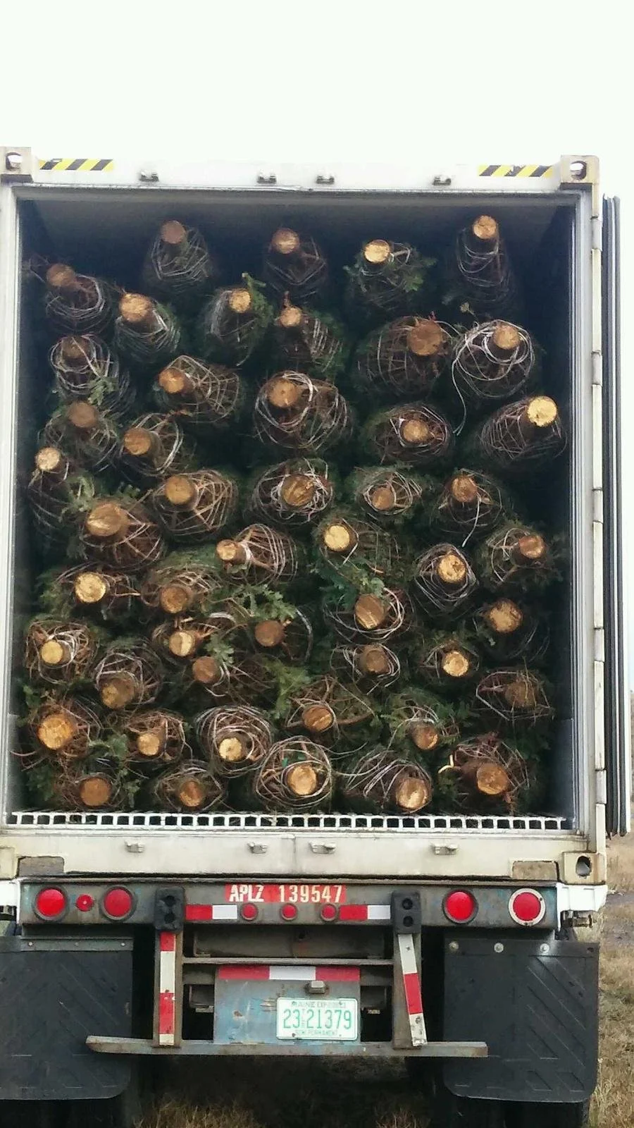 Truck loaded with cut Christmas trees inside the truck bed.