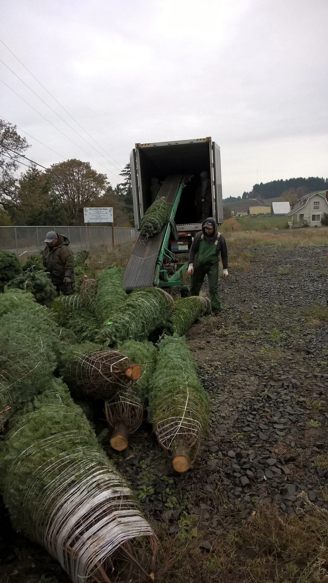 People loading Christmas trees into a truck using a conveyor system.