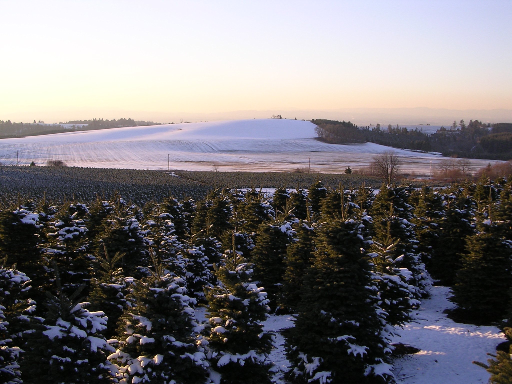 Snow-covered evergreen trees in the foreground with snow-covered fields and hills in the background during sunset or sunrise.