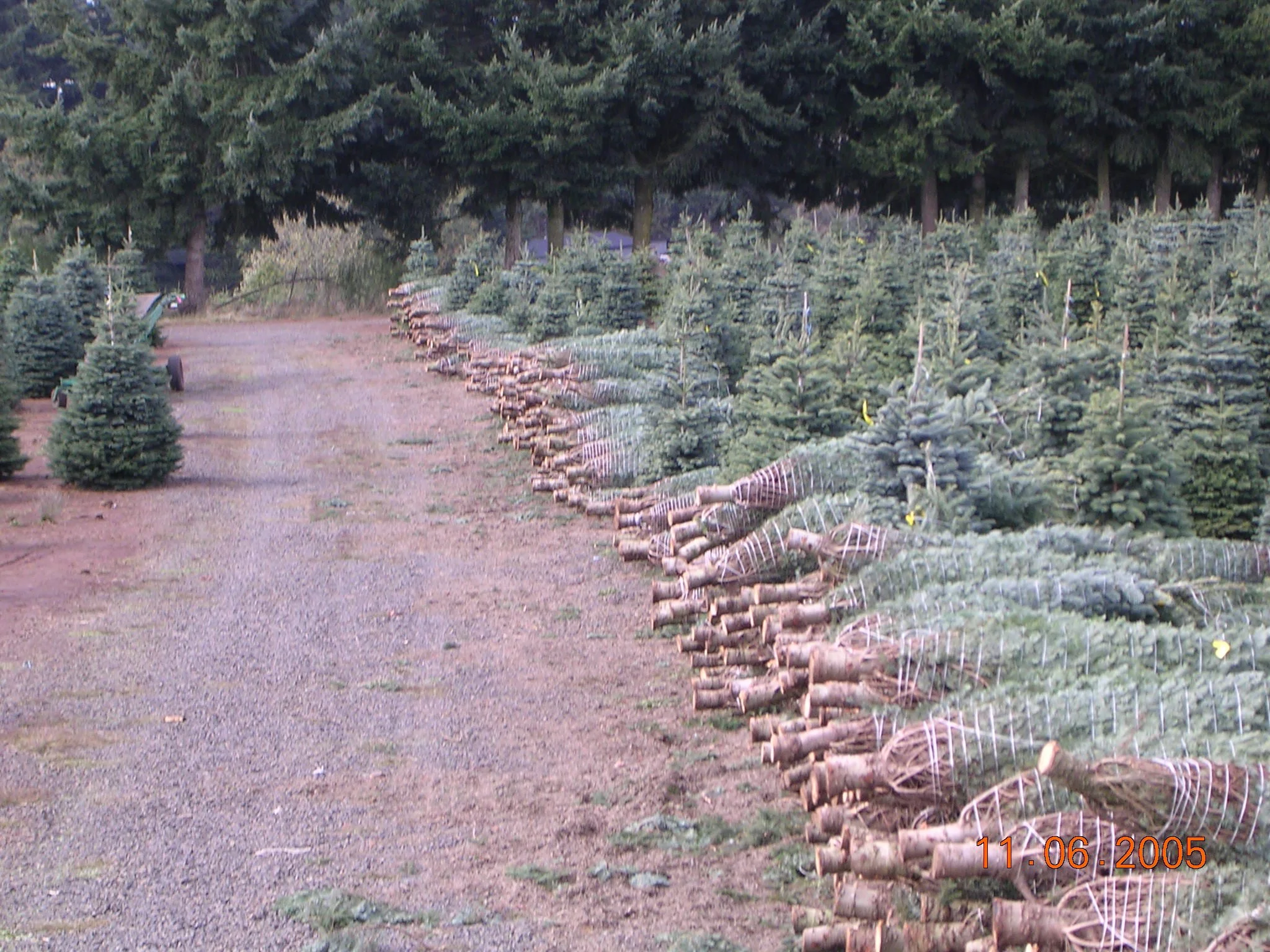 Outdoor scene with rows of Christmas trees laid on the ground, some wrapped in plastic netting, on a dirt and gravel pathway, with larger trees in the background.