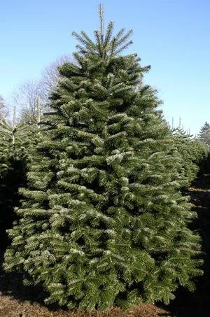 A large outdoor evergreen Christmas tree with full branches and green needles.