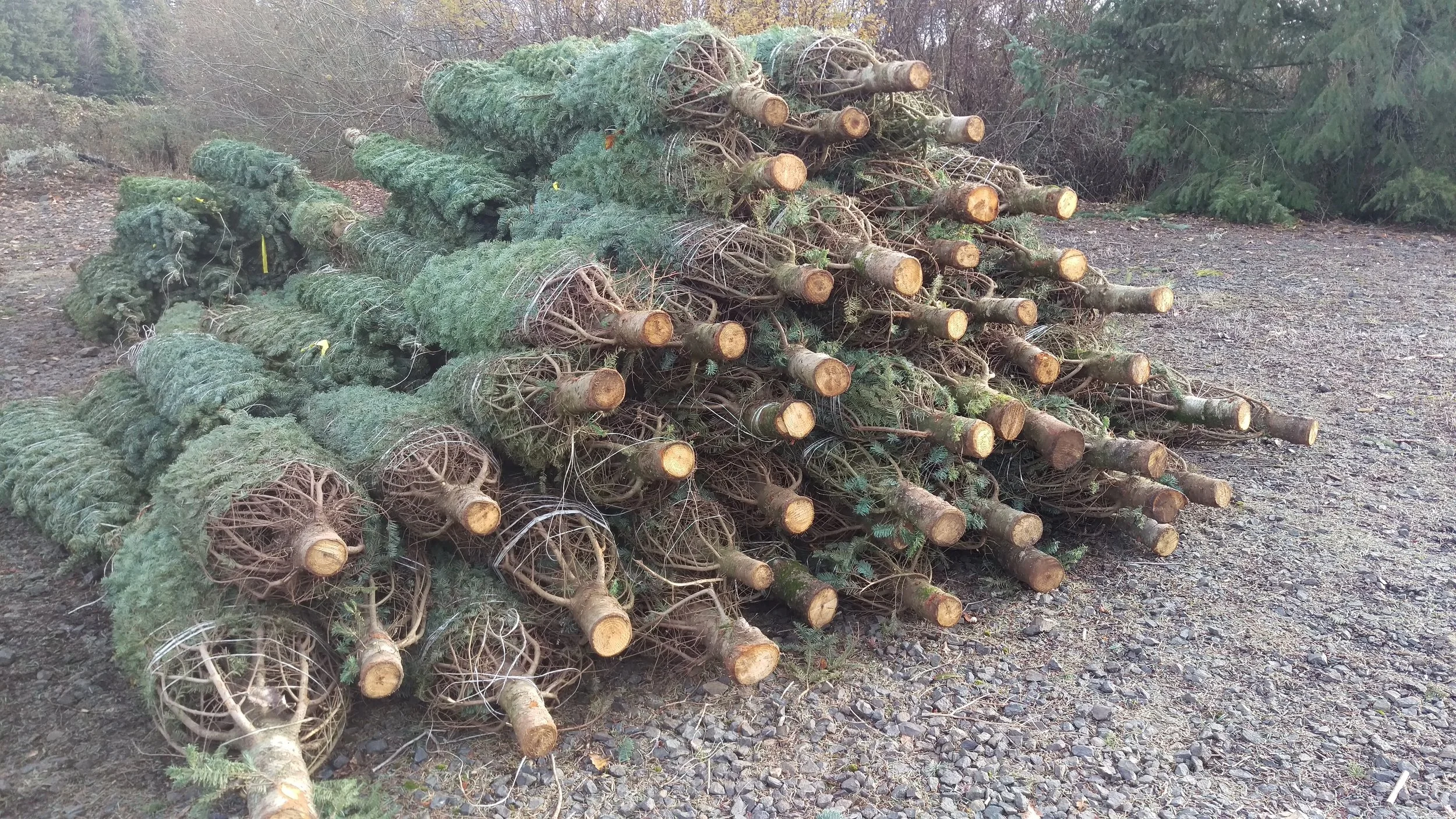 Pile of cut Christmas trees on the ground outdoors.