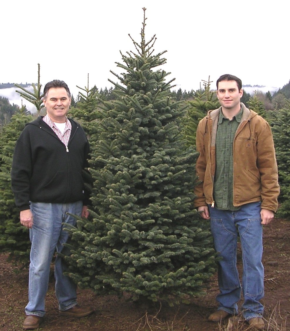 Two men standing on each side of a tall Christmas tree in a Christmas tree farm with more trees and a cloudy sky in the background.
