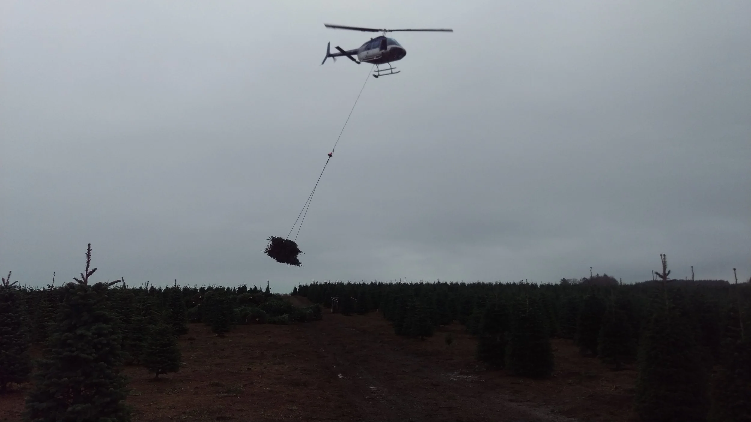 A helicopter flying low over a Christmas tree farm, carrying a large bundle of trees attached to a cable.
