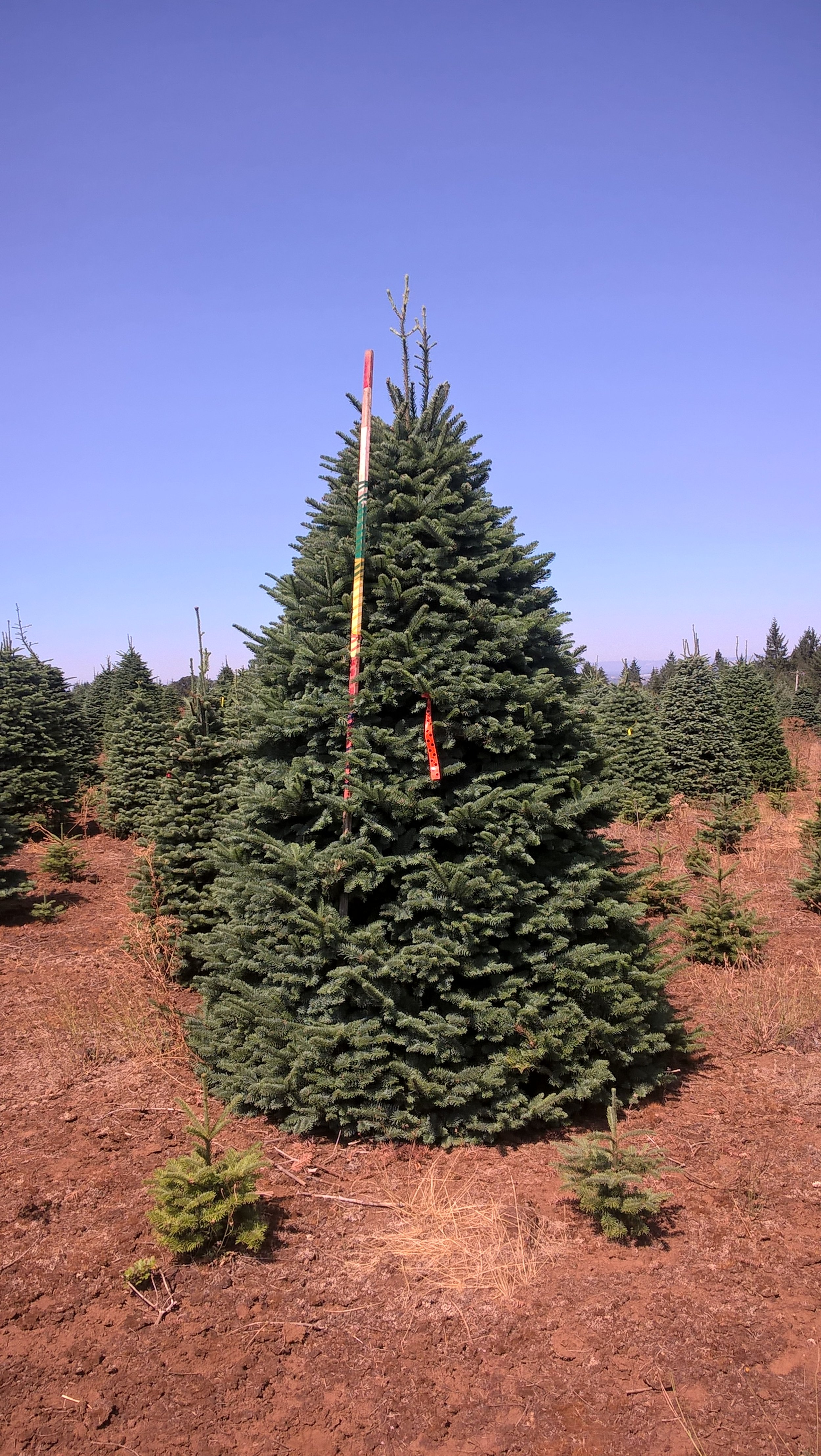 A Christmas tree in a tree farm with a straight trunk, surrounded by smaller trees, under a clear blue sky.