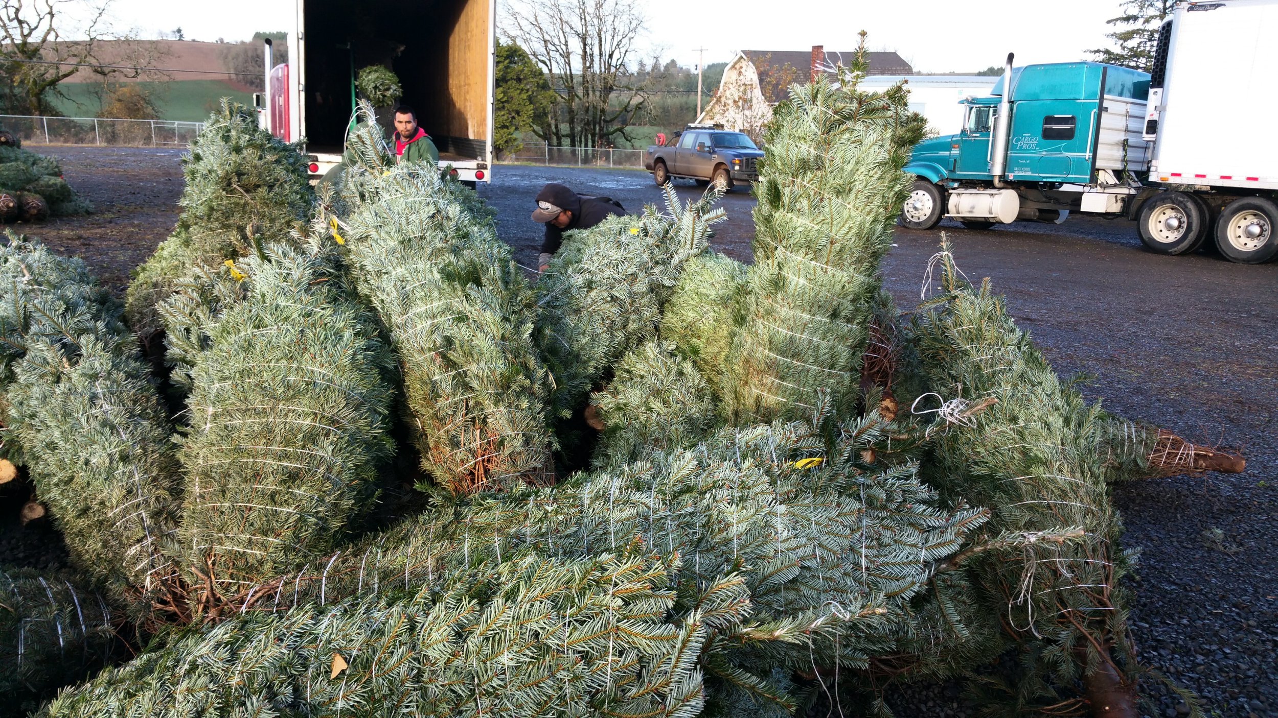 Freshly cut Christmas trees stacked outside a truck for sale, with two men selecting trees and a man in the background near a delivery truck