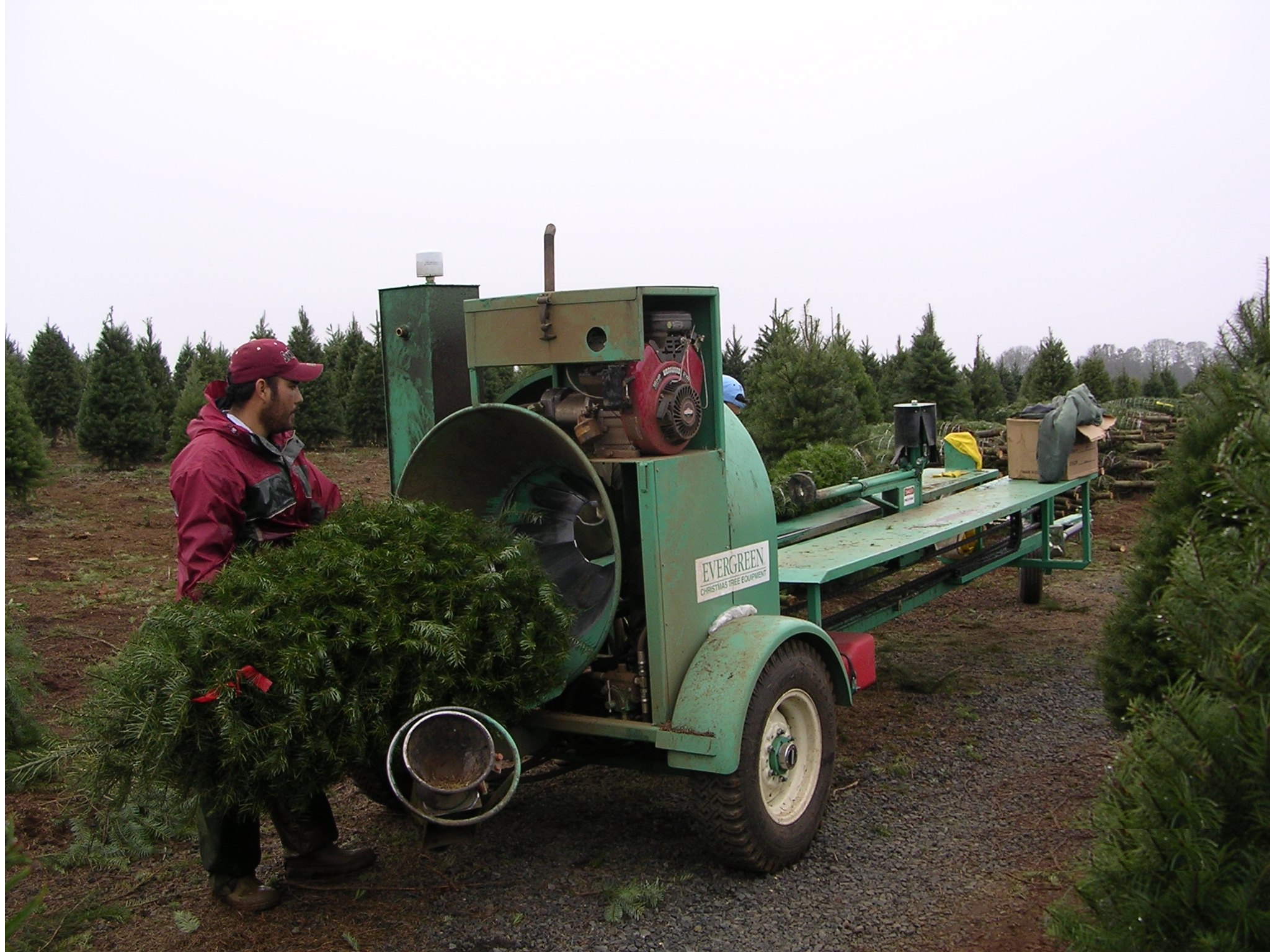 A man loading a freshly cut Christmas tree onto a green mobile tree harvester machine at a Christmas tree farm. The machine is labeled 'Evergreen Christmas Tree Equipment' and is surrounded by young evergreen trees on a cloudy day.