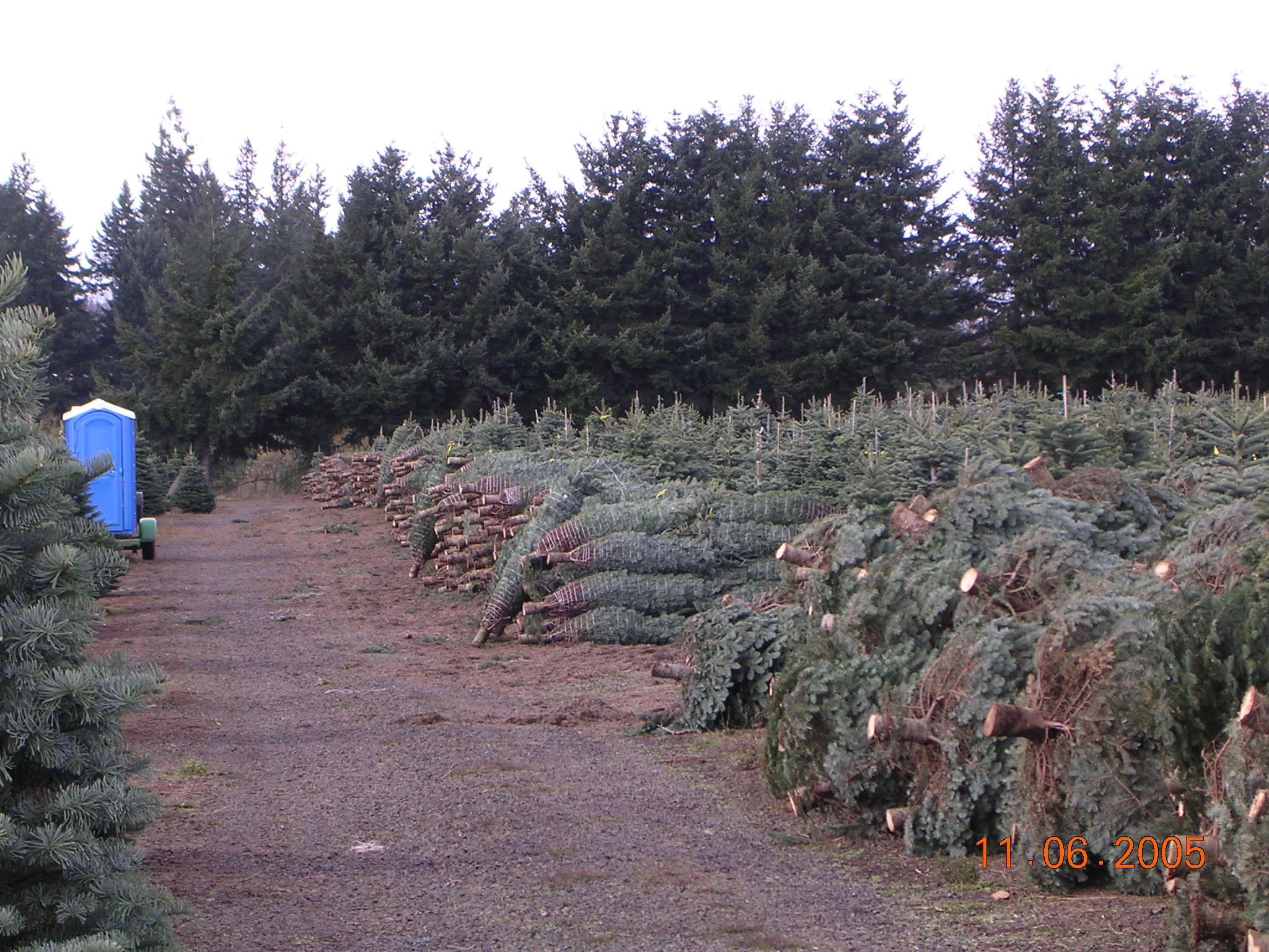 Row of cut Christmas trees on a farm with a portable toilet in the background.