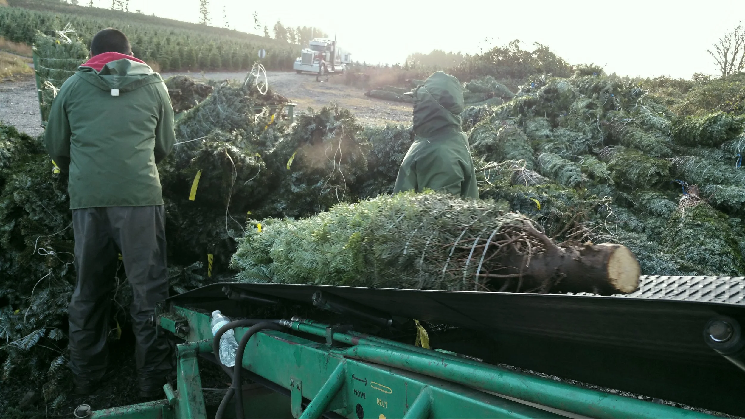 Two people in green jackets harvesting cut Christmas trees outdoors, with a truck and a Christmas tree farm in the background.