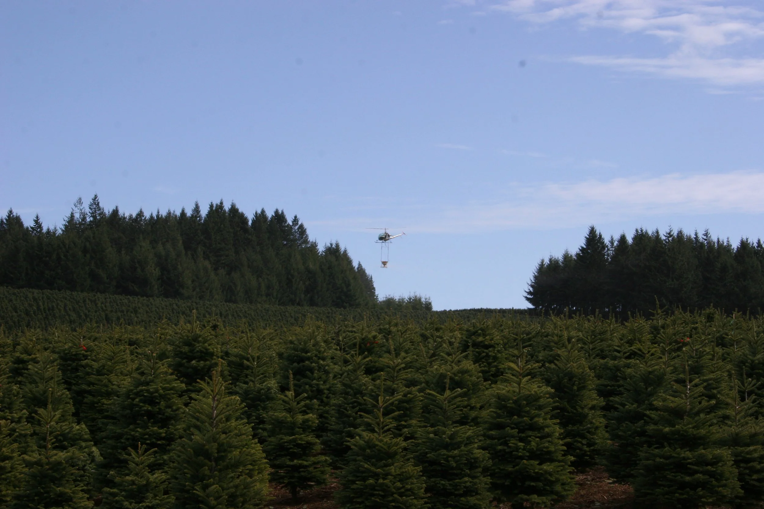 A helicopter flying over a Christmas tree farm with rows of green pine trees and a forest in the background under a partly cloudy sky.