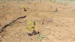 Young plants growing in dry, sandy soil with scattered small twigs.