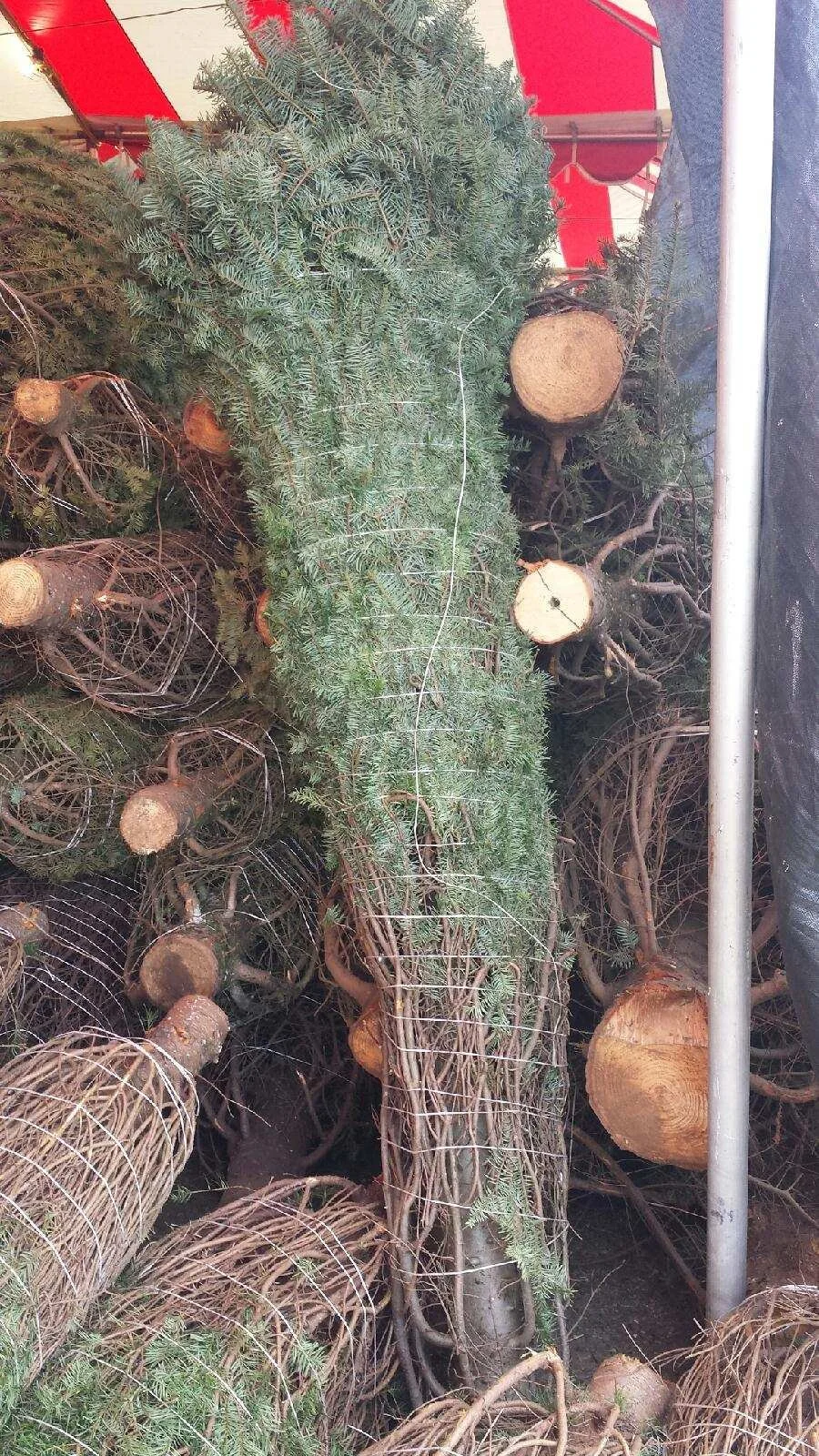 Pile of cut Christmas trees with some wrapped in wire, displayed at a market or store.