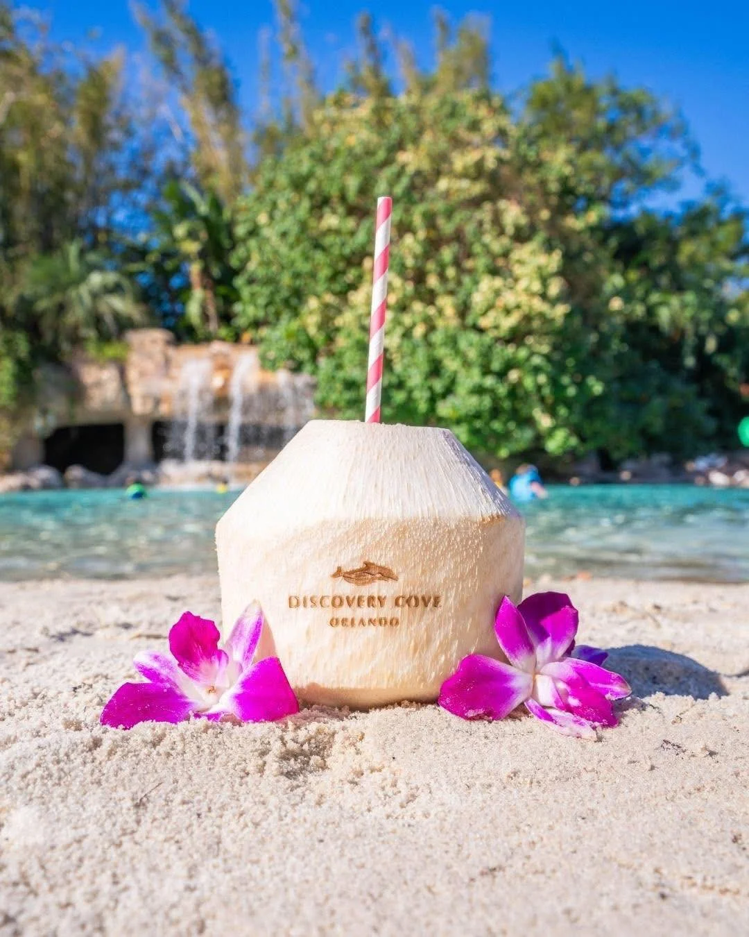 💦🌴 Discovery Cove 🐬✨

🌊 Swim with dolphins in a small-group, unforgettable experience
🐠 Snorkel among thousands of tropical fish &amp; rays
🌴 Unwind on pristine beaches &amp; float the lazy river
🍽️ All-inclusive gourmet meals, snacks &amp; dr