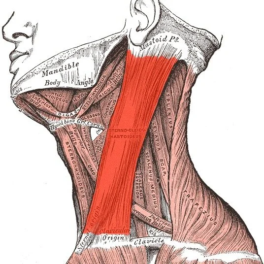 The Sternocleidomastoid (SCM) might be responsible for a lot of neck issues people deal with every day.

This muscle runs from just behind your ear (mastoid process) down to your clavicle and sternum (one on each side of the neck).

When irritated or