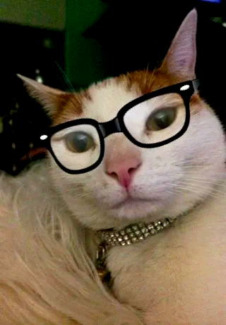 Bacon the Cat - Photo