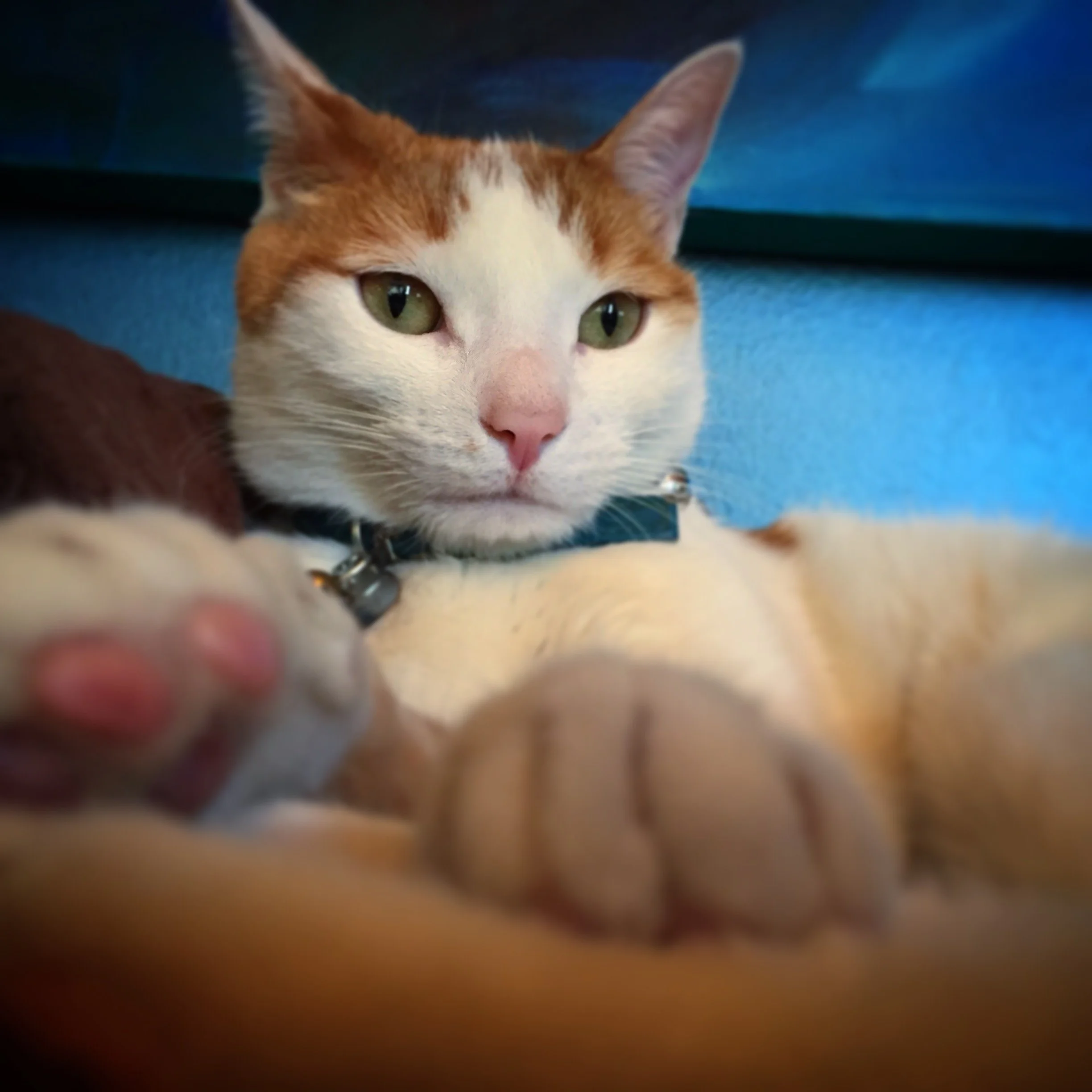 Bacon the Cat - Photo