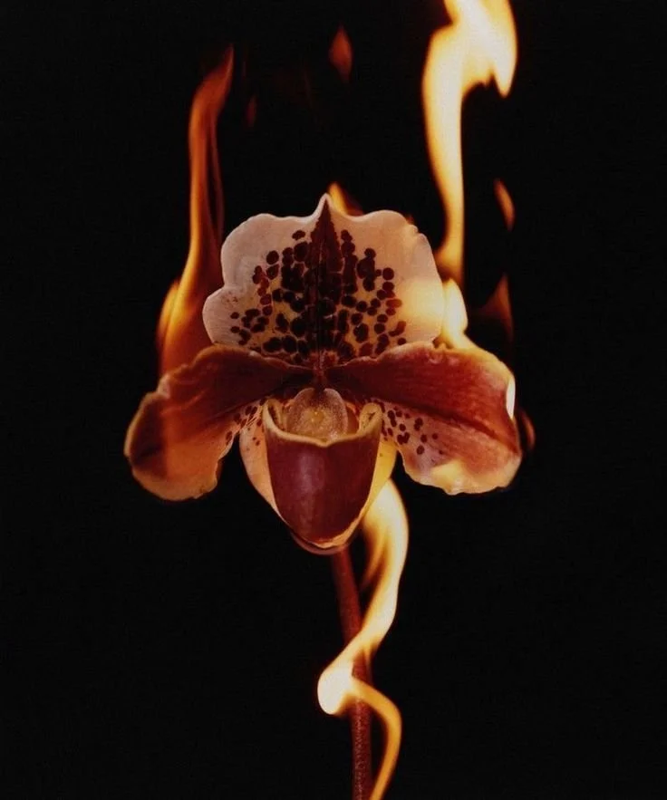 The Beauty of Spring