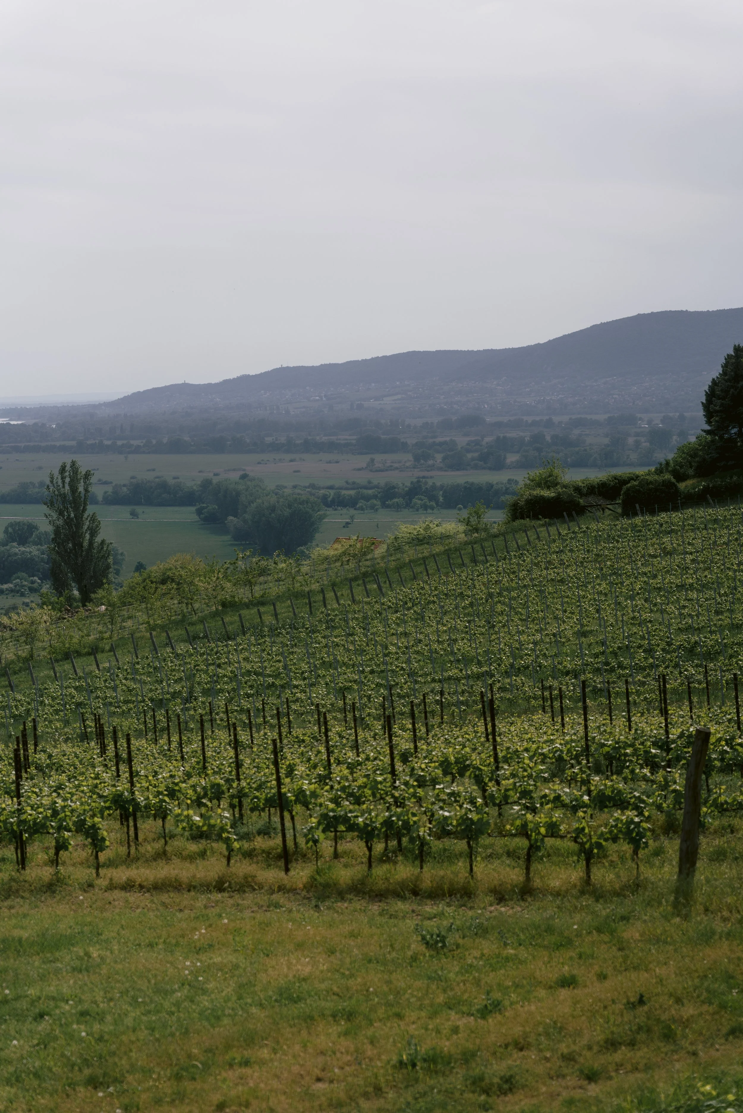 ausflug-balaton-plattensee.jpg