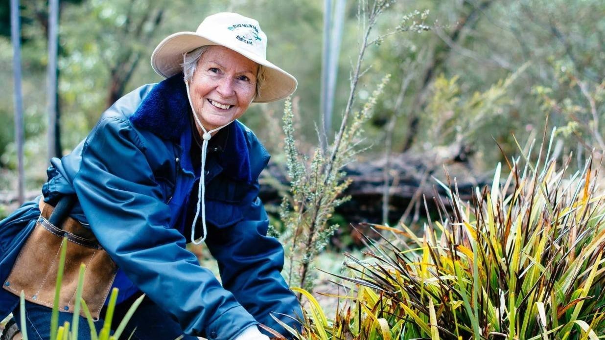 Bushcare volunteer in Katoomba
