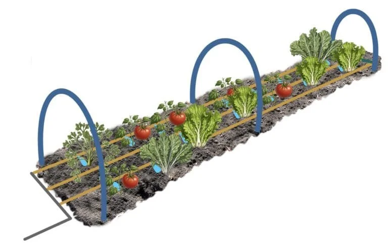 A drip irrigation system
