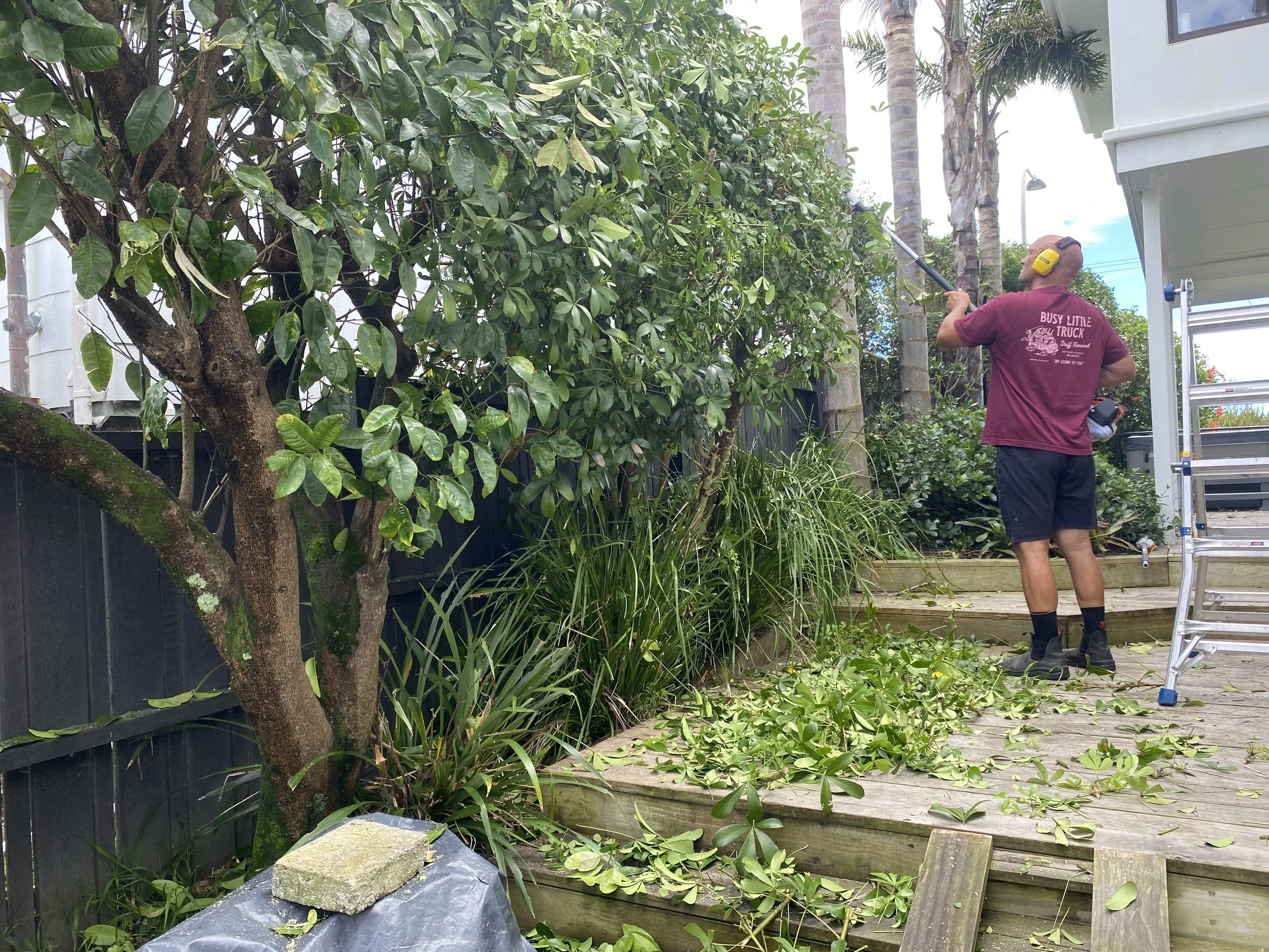 Hedge and tree trimming - getting this Papamoa property back into shape