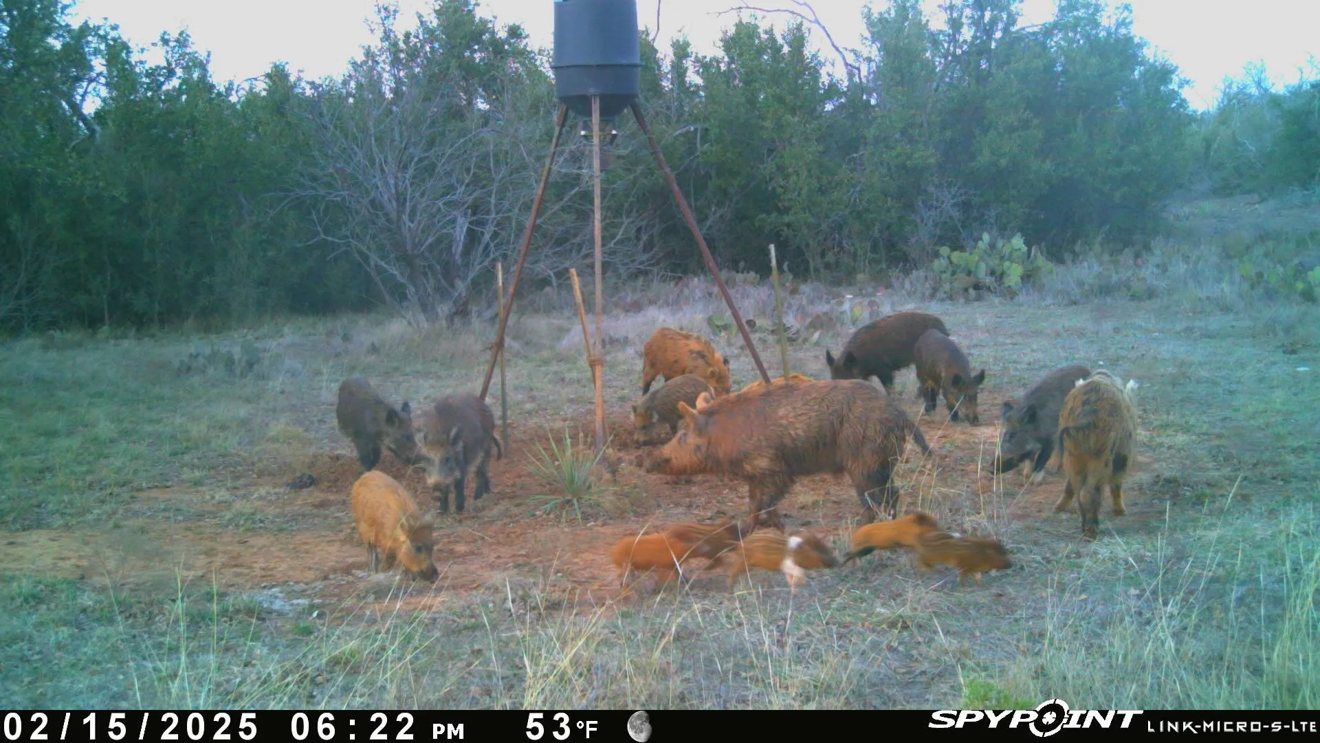 Wild pig family gathered around a wildlife camera in a grassy area with bushes and trees in the background.