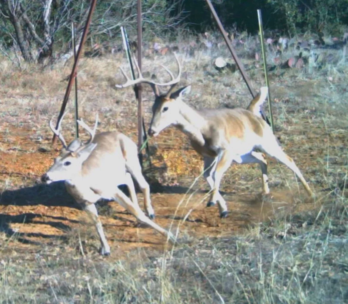 Two deer caught in a trap, with mid-sized antlers on one and small horns or antlers on the other, in a forest setting.