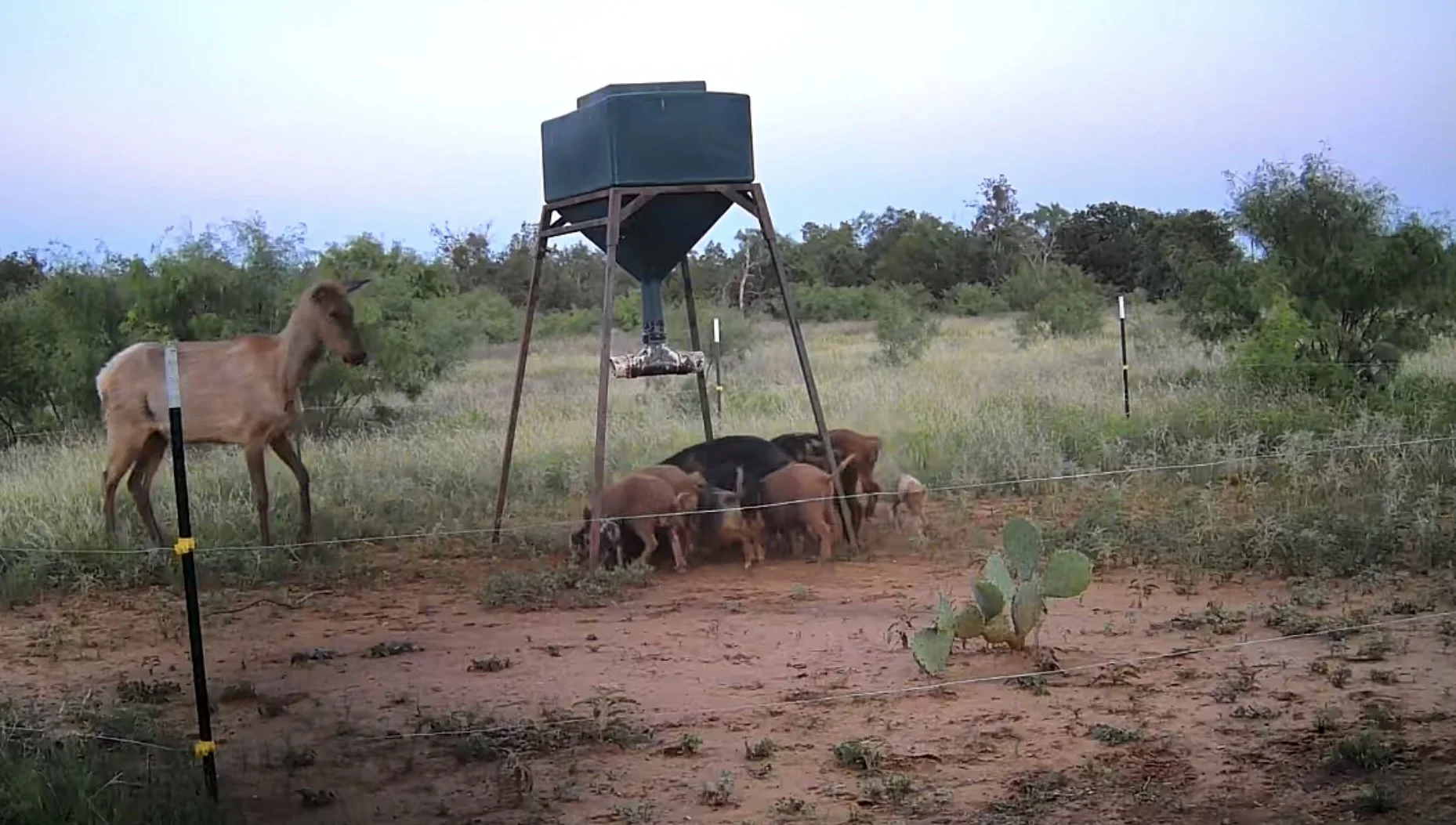 A hay feeder with a group of pigs eating underneath it in a grassy field, with a young horse standing nearby, framed by a wire fence and some desert plants.