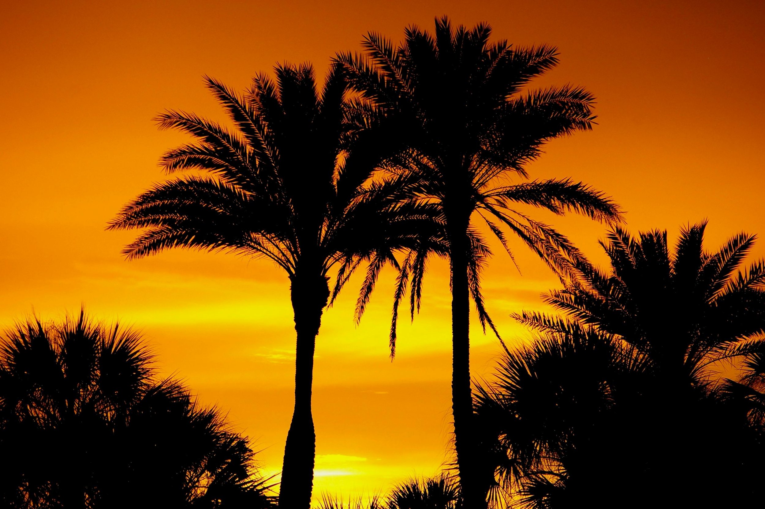 Silhouettes of palm trees against a vibrant orange sunset sky.
